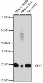 eIF4E Rabbit mAb (A19044)