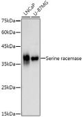 Serine racemase Rabbit mAb (A21158)