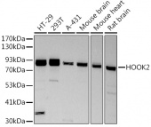 HOOK2 Rabbit mAb (A9337)