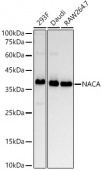 NACA Rabbit mAb (A22165)