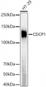 CDCP1 Rabbit mAb (A23178)