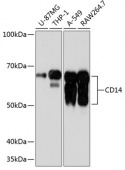 CD14 Rabbit mAb (A19011)