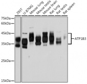 ATP1B3 Rabbit mAb (A19637)
