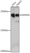 KDM5A Rabbit mAb (A4755)