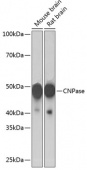 CNPase Rabbit mAb (A19033)