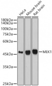 MEK1 Rabbit mAb (A22436)