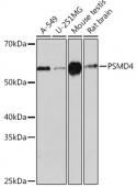 PSMD4 Rabbit mAb (A3663)