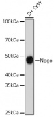 Nogo Rabbit mAb (A2315)
