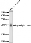Kappa light chain Rabbit mAb (A18740)