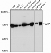 SDHA Rabbit mAb (A13852)