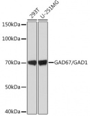 GAD67/GAD1 Rabbit mAb (A1475)