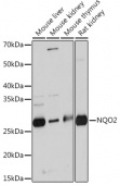 NQO2 Rabbit mAb (A3846)