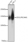 CD31/PECAM1 Rabbit mAb (A18643)