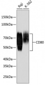 CD80 Rabbit mAb (A19025)