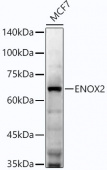 ENOX2 Rabbit mAb (A21967)