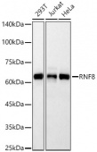 RNF8 Rabbit mAb (A22524)