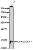 Mammaglobin A Rabbit mAb (A19727)