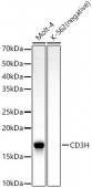 CD3H Rabbit mAb (A22473)