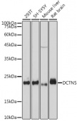 DCTN5 Rabbit mAb (A19251)