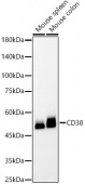 CD38 Rabbit mAb (A23037)