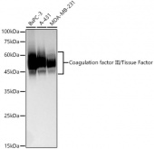 Coagulation factor III/Tissue Factor Rabbit mAb (A23243)