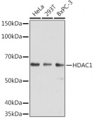 HDAC1 Mouse mAb (A18304)