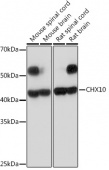 CHX10 Rabbit mAb (A19828)