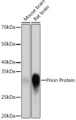 Prion Protein Rabbit mAb (A8821)