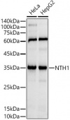 NTH1 Rabbit mAb (A21118)
