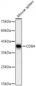 CD8A Rabbit PolymAb® (A23305)