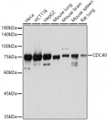 CDC40 Rabbit mAb (A19794)