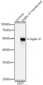 Siglec-8 Rabbit mAb (A21172)