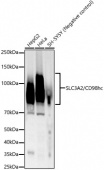 CD98/SLC3A2 Rabbit mAb (A23191)