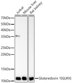 Glutaredoxin 1 (GLRX) Rabbit mAb (A23246)