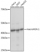 macroH2A.1 Rabbit mAb (A9059)