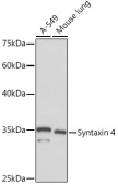Syntaxin 4 Rabbit mAb (A5996)