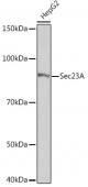 Sec23A Rabbit mAb (A8613)