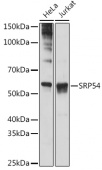 SRP54 Rabbit mAb (A2296)