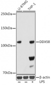 Rig-I/DDX58 Rabbit mAb (A3689)