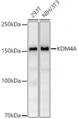 KDM4A Rabbit mAb (A22060)