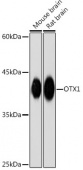OTX1 Rabbit mAb (A19737)