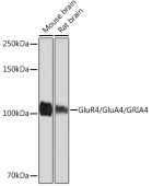 GluR4/GluA4/GRIA4 Rabbit mAb (A4593)