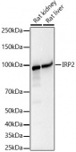 IRP2 Rabbit mAb (A22283)