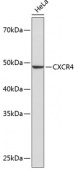 CXCR4 Rabbit mAb (A19035)