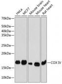 COX IV Rabbit mAb (A11631)