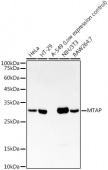 MTAP Rabbit mAb (A22045)