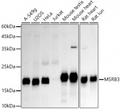 MSRB3 Rabbit mAb (A20980)