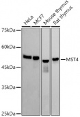 MST4 Rabbit mAb (A20964)