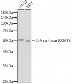 CoA synthase (COASY） Rabbit mAb (A0928)