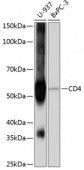 CD4 Rabbit mAb (A19018)